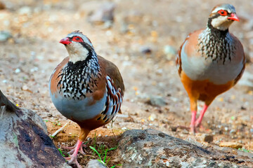 Red legged Partridge, Alectoris rufa, Monfrague National Park, ZEPA, Biosphere Reserve, Caceres Province, Extremadura, Spain, Europe