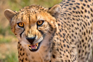 Cheetah, Acinonyx jubatus, Wildlife Reserve, South Africa, Africa