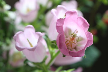 カンパニュラの花