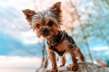 A York breed dog stands on a rock on the riverbank in the sunset