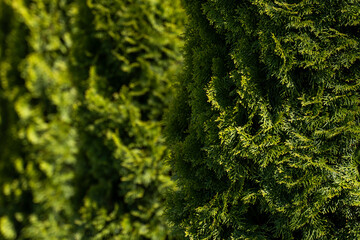 Green hedge of thuja trees. Closeup fresh green branches of thuja trees. Evergreen coniferous Tui tree. Nature, background.