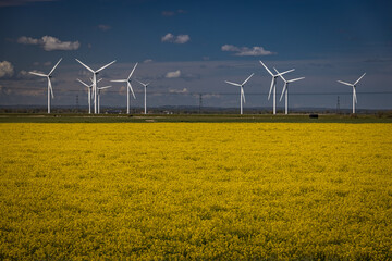Wind turbines and fields of yellow rape