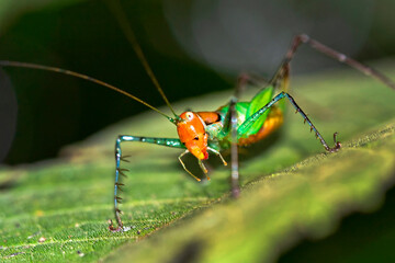 Grasshopper, Tropical Rainforest, Marino Ballena National Park, Uvita de Osa, Puntarenas, Costa Rica, Central America, America