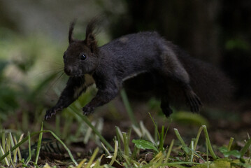 Sciurus Vulgaris in Parco di Monza colore nero salta nel prato