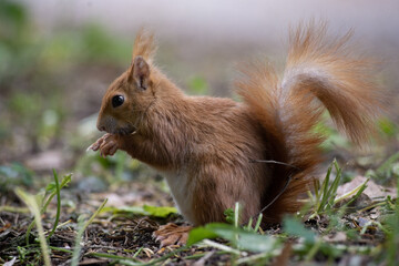 Scoiattolo rosso europeo a rischio cerca cibo