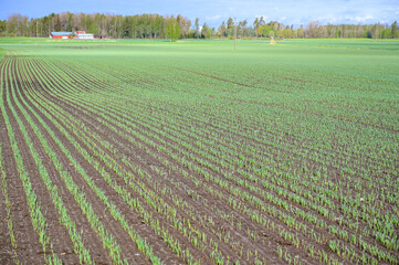 agriculture field with lines of small crops