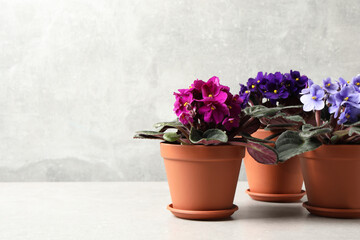 Beautiful potted violets on light grey table, space for text. Delicate house plants