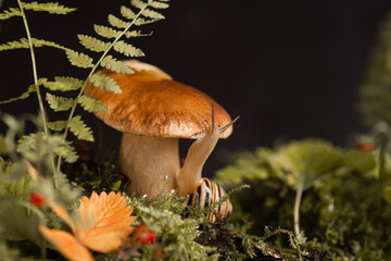 Cute snail with striped shell crawls around big boletus mushroom growing through moss and fallen leaves in the forest