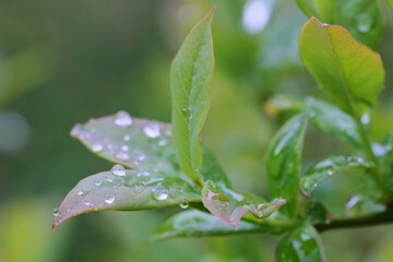 działka,wiosna,ogród,zieleń,deszcz