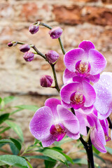 Pink phalaenopsis orchids with flowers and buds on stems in greenhouse