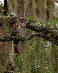 A Barred Owl in Florida 