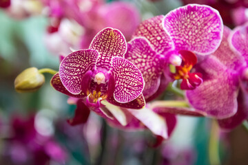 Naklejka na ściany i meble Phalaenopsis orchid blooms in tropical garden