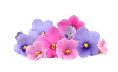 Fototapeta na wymiar Fresh flowers of violet plant on white background