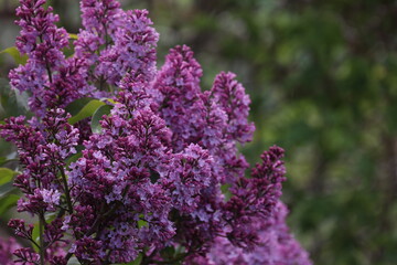Branch of lilac flowers with the leaves