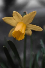 Fototapeten Yellow daffodil narcissus flower outdoors in spring. Close-up © vector_master