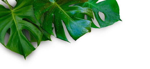 Tropical jungle Monstera plant leaves isolated on white background © Thicha