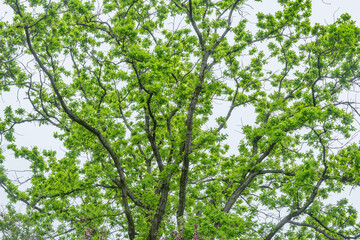 Fototapeta na wymiar Tree branches on the sky background.