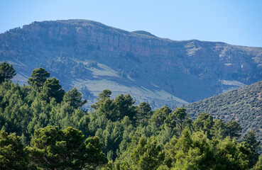 Fototapeta na wymiar Mount Chelia in the Aures region, Algeria, Blue Atlas Cedar (Cedrus Atlantica) natural habitat