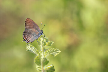 Great Love butterfly - Satyrium ilicis