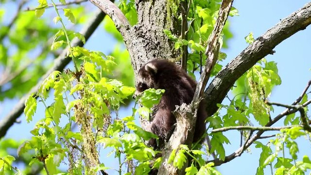 Raccoon baby rests in the branch fork of a tree in its natural habitat