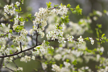 Blooming plum tree. White spring plum flowers. 