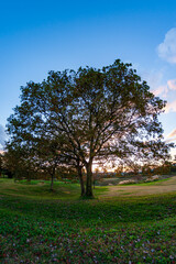 Autumn tree and leaves at sunset