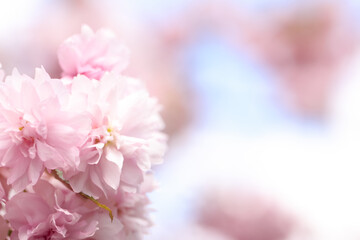 Naklejka na ściany i meble Beautiful pink sakura blossom on blurred background, closeup. Space for text