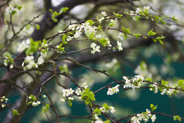 Blooming plum tree. White spring plum flowers. 