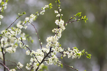 Blooming plum tree. White spring plum flowers. 