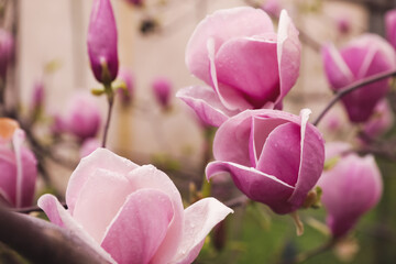 Beautiful magnolia tree with pink blossom outdoors, closeup. Spring season