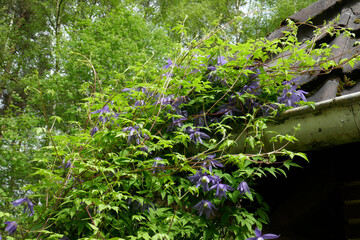 Clematis alpina