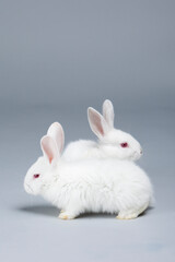 White rabbit on grey background