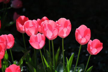 tulipany,wiosna,działka,ogród,kwiaty2