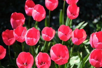 tulipany,tulipany,wiosna,działka,ogród,kwiaty1,działka,ogród,kwiaty2