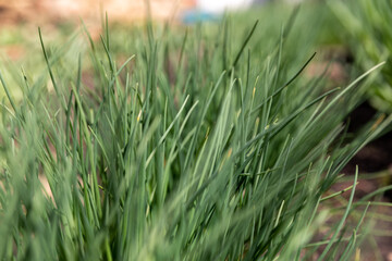Annual onion grows in the garden, close-up