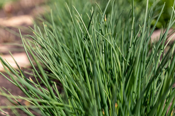 Annual onion grows in the garden, close-up