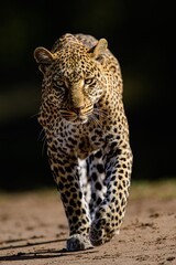 leopard in the zoo