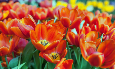 Colorful red-orange tulips in the garden close up