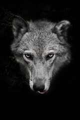 She-wolf female with yellow eyes portrait on a black background with traces of plants - 434110141