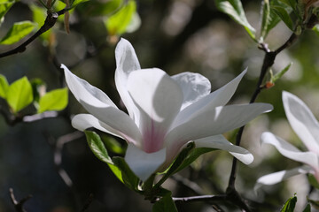 magnolia,wiosna,działka,ogród,kwiaty,3