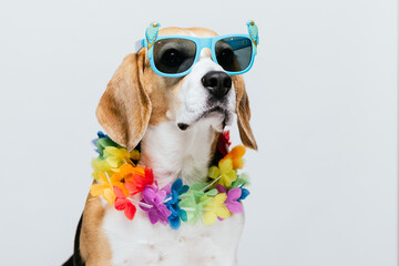 Adorable party Beagle with pink flamingo sunglasses and Hawaiian necklace with white background © AndyPhoton