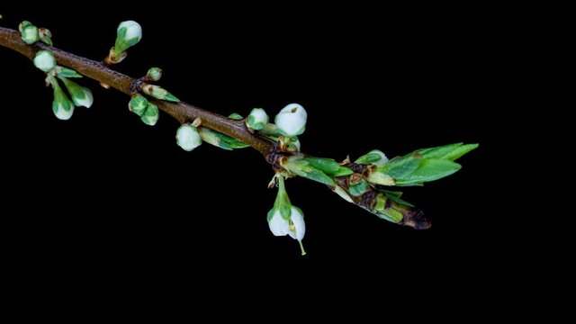 Beautiful Spring Cherry plum tree flowers blossom on black background, timelapse, extreme close up. Time lapse of Easter fresh blossoming alycha, myrobalan plum closeup. 4K video