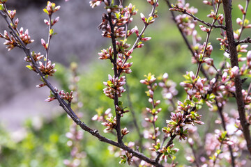 Flowering thorn bushes