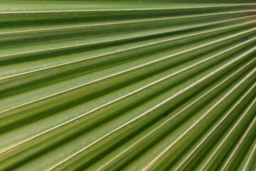 Macro rough green colored Palm leaf texture background