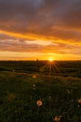 Golden evening sunset over a green meadow with dandelions in the foreground and a sun star
