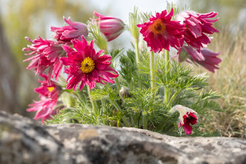 Pulsatilla vulgaris 'Rote Glocke' Kuhschelle Küchenschelle Rote Glocke