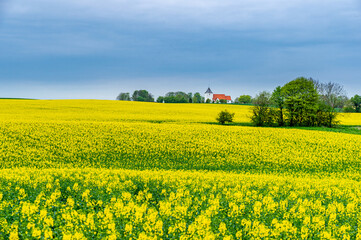 Danish rapeseed field with yellow flowers and church in the backgrund