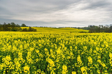 Danish rapeseed field with yellow flowers