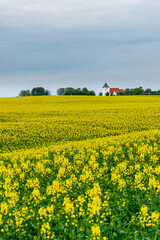 Danish rapeseed field with yellow flowers