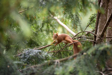 red squirrel on a tree looking for food
